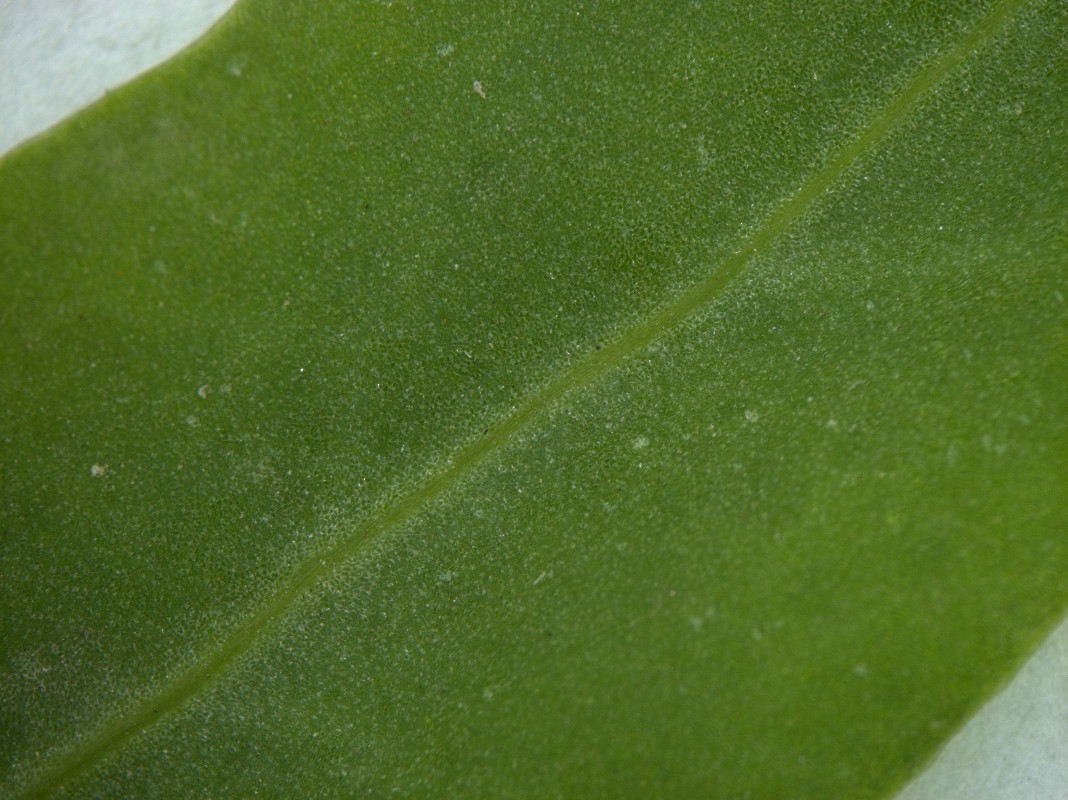 Image of genus Atriplex specimen.