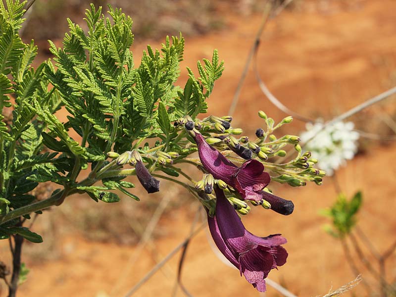 Изображение особи Jacaranda caroba.