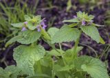 Lamium purpureum