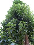 Populus × berolinensis