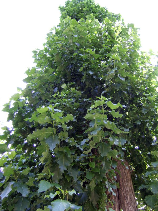 Image of Populus &times; berolinensis specimen.