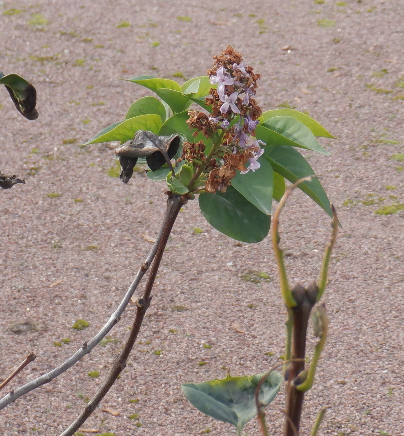 Изображение особи Syringa vulgaris.