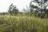 Stipa krylovii