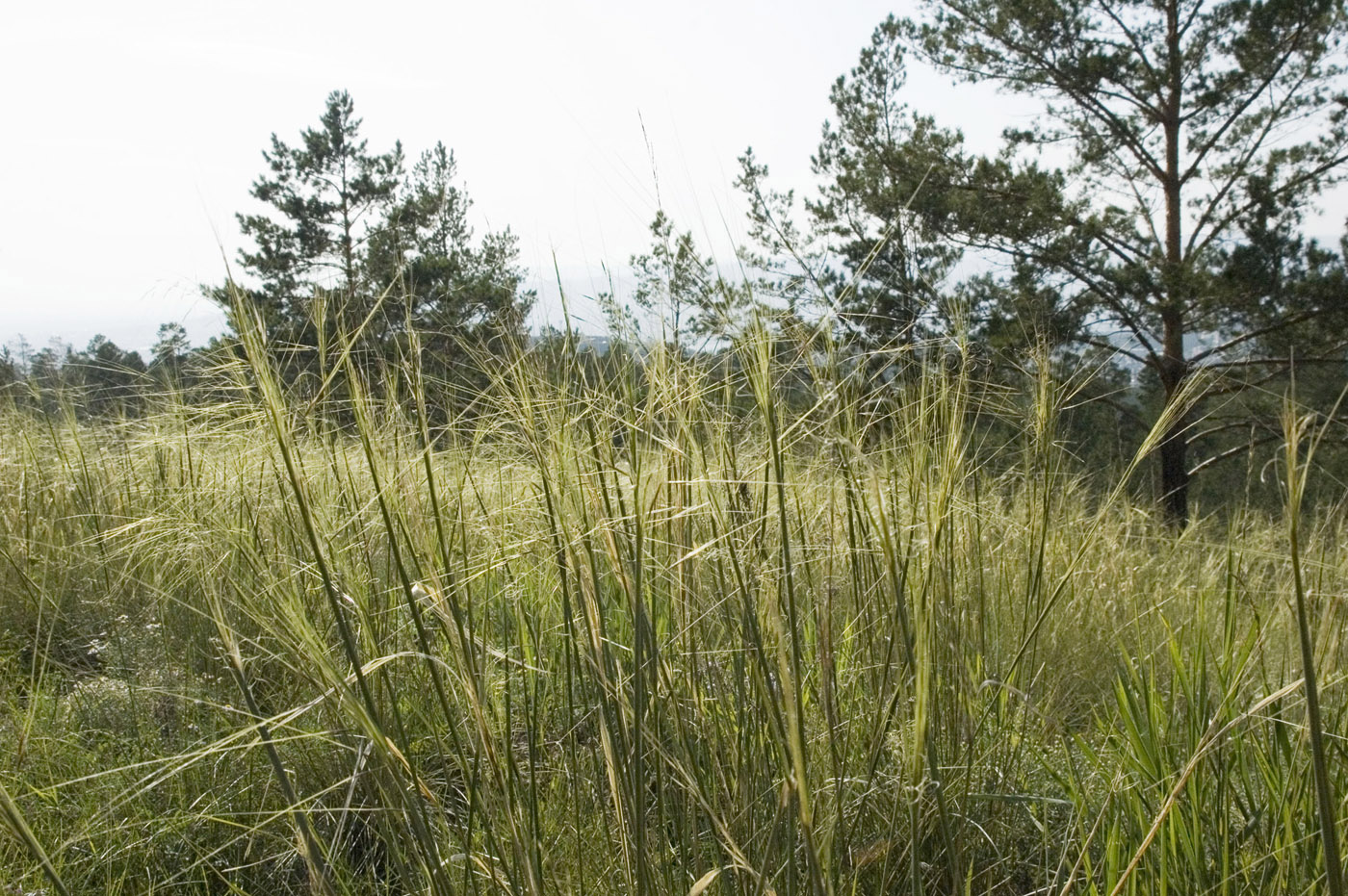 Image of Stipa krylovii specimen.