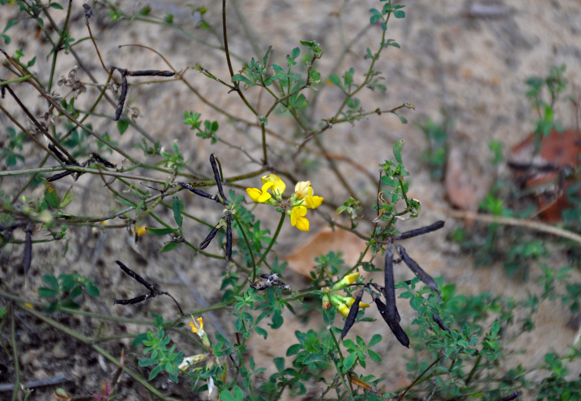 Image of genus Lotus specimen.