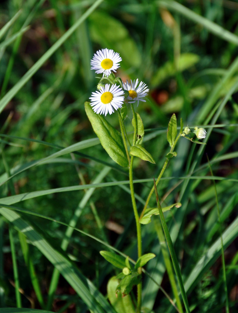 Image of Erigeron annuus specimen.