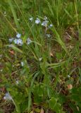 род Myosotis