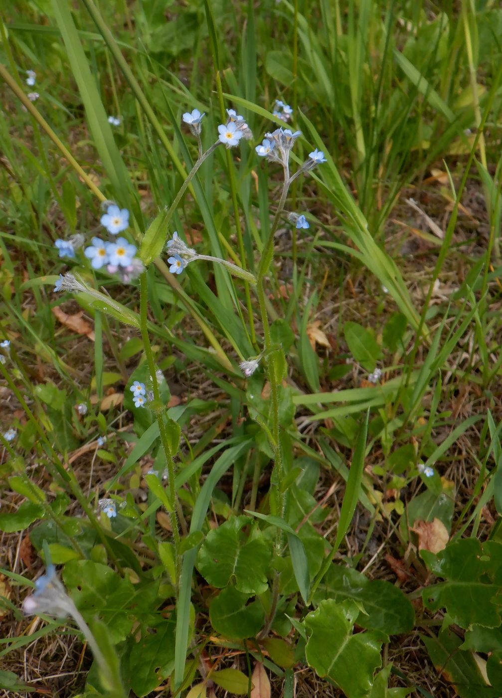 Изображение особи род Myosotis.