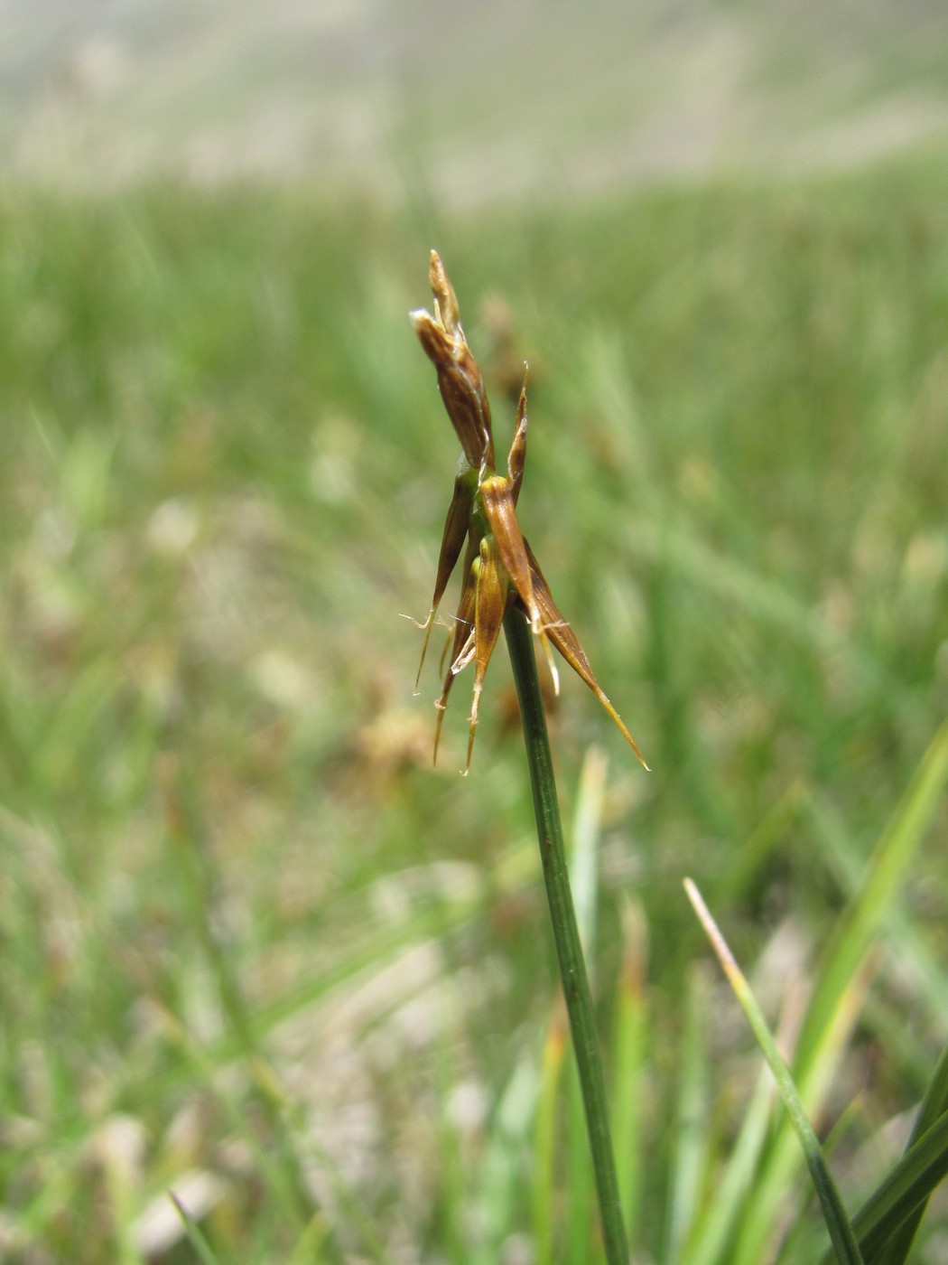 Image of Carex microglochin specimen.