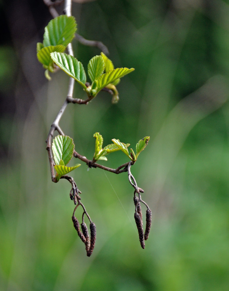 Изображение особи Alnus glutinosa.