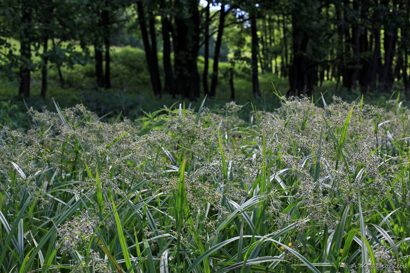 Изображение особи Scirpus sylvaticus.