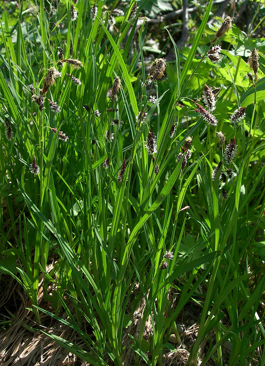 Изображение особи Carex podocarpa.