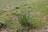 Iris songarica