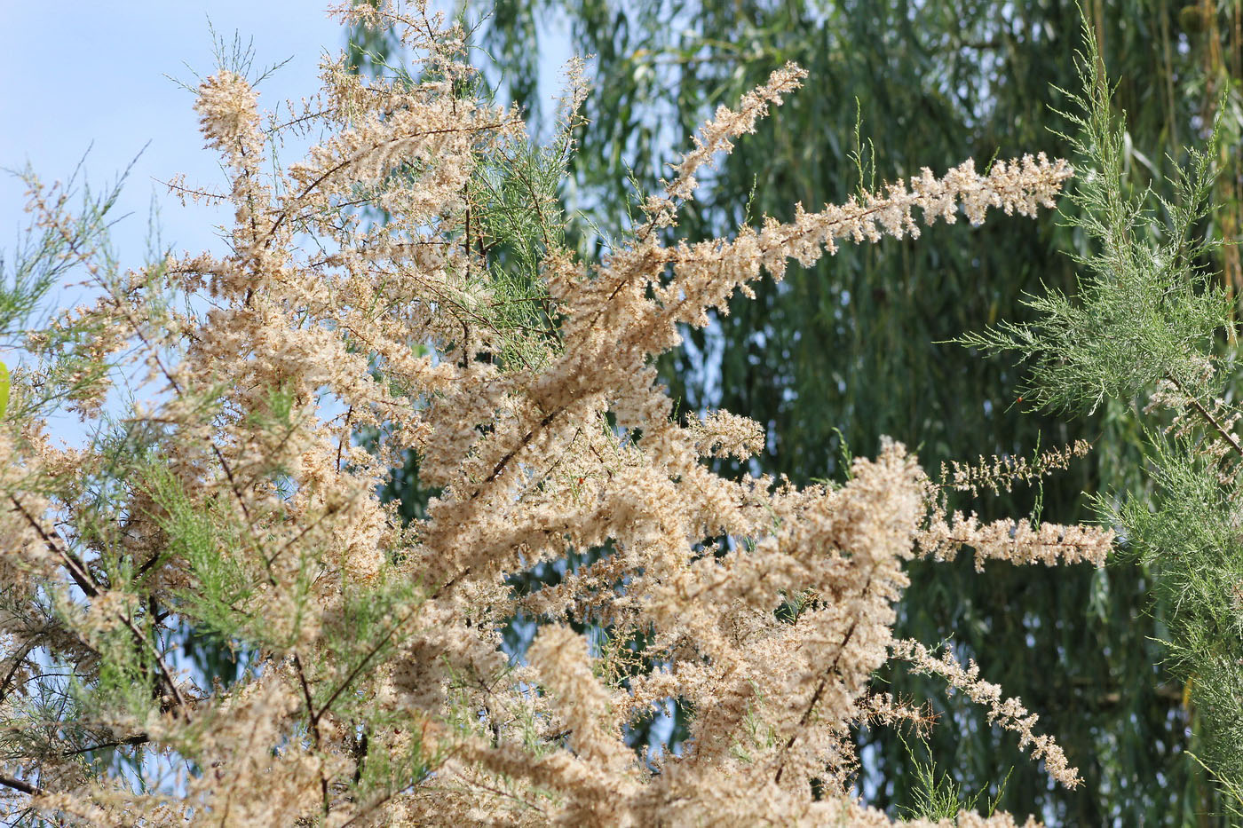 Image of Tamarix ramosissima specimen.