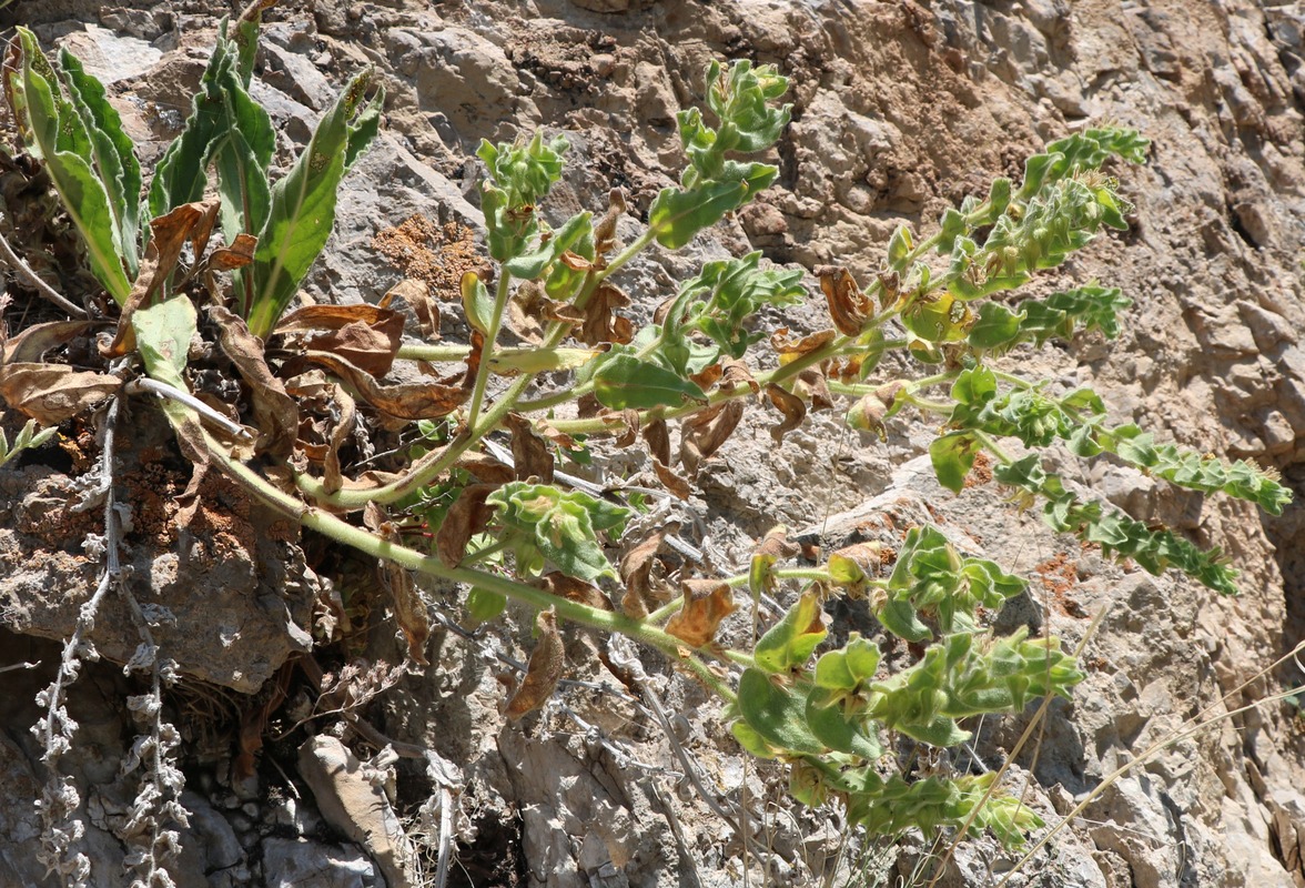 Image of genus Cynoglossum specimen.
