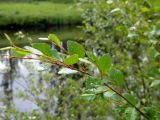 Betula fruticosa. Часть ветви. Красноярский край, Тунгусско-Чунский р-н, Государственный природный заповедник \"Тунгусский\", среднее течение р. Чамба, заросли кустарников. 09.07.2013.