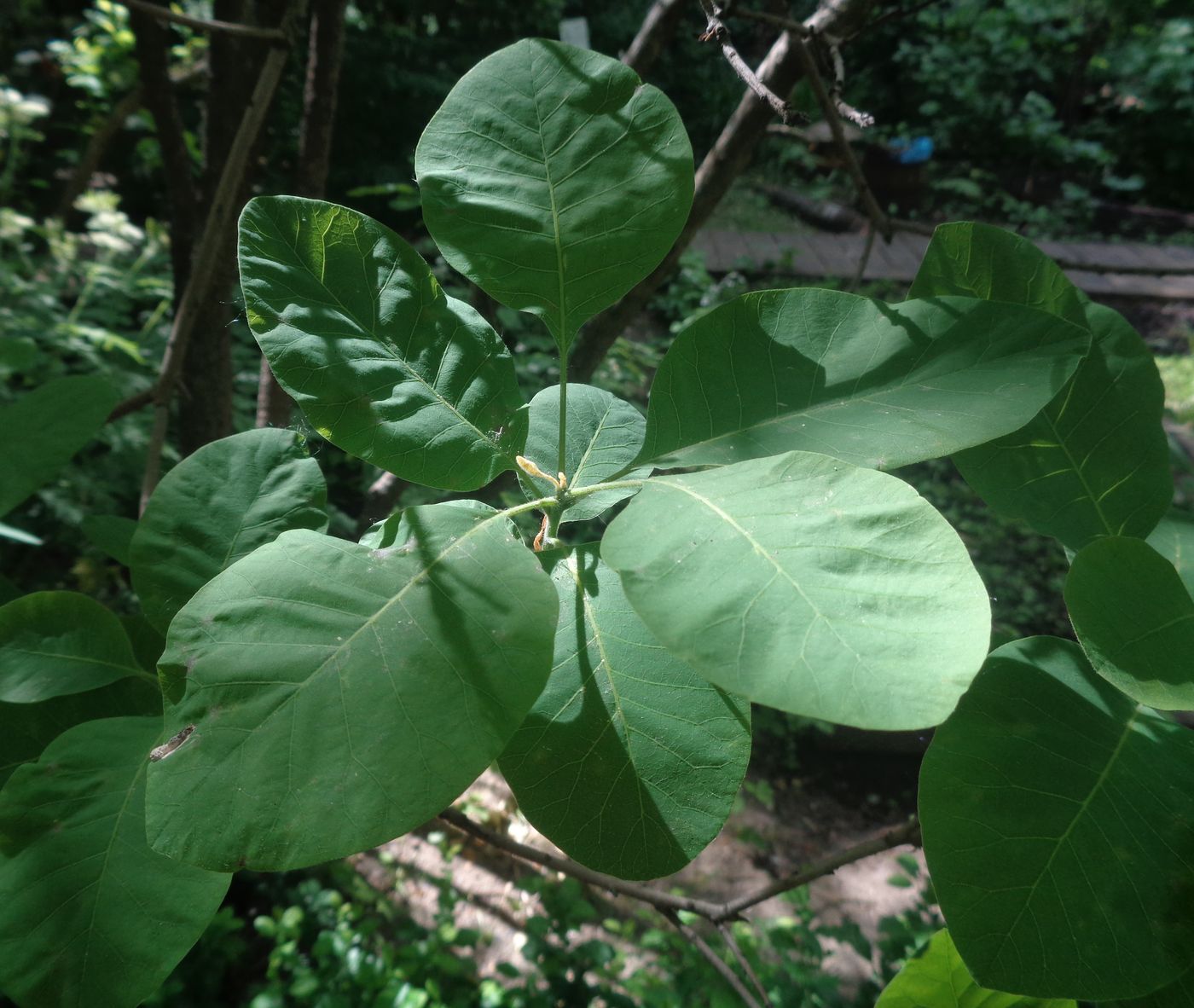 Image of Cotinus coggygria specimen.