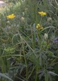 Ranunculus aleae