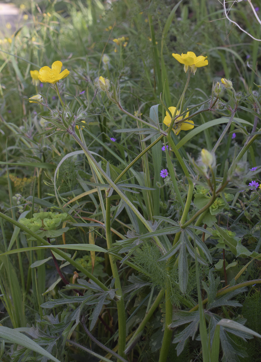 Image of Ranunculus aleae specimen.