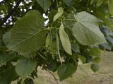 Tilia platyphyllos