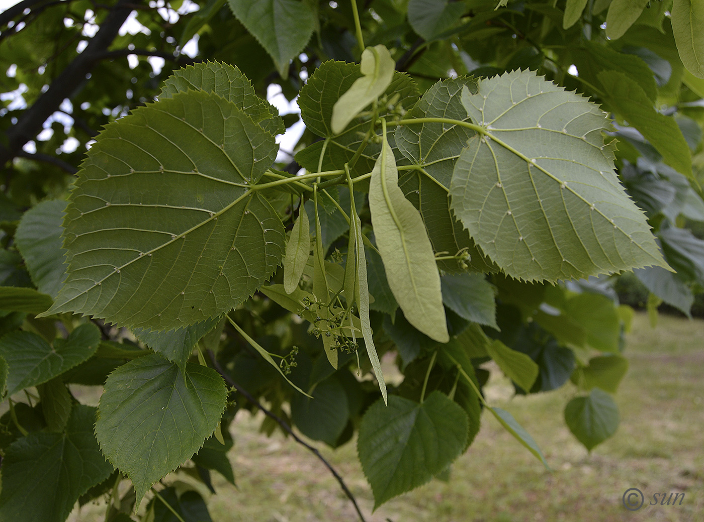 Image of Tilia platyphyllos specimen.