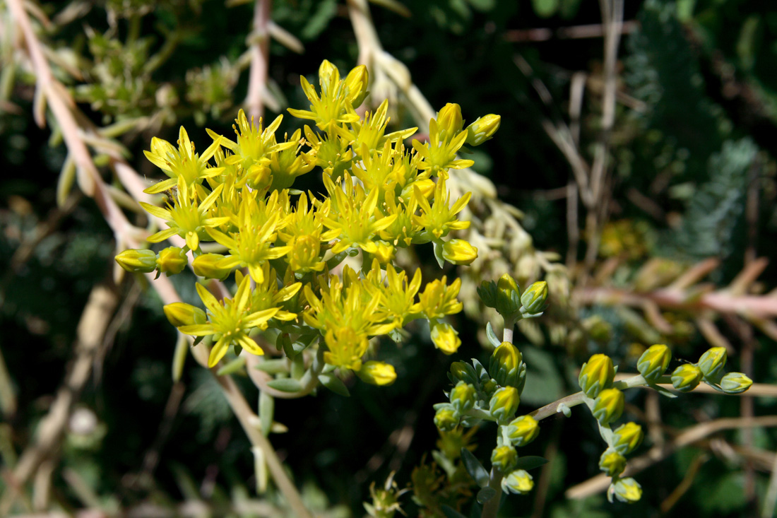 Image of Sedum reflexum specimen.