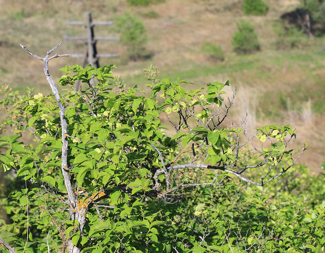 Изображение особи Ulmus macrocarpa.