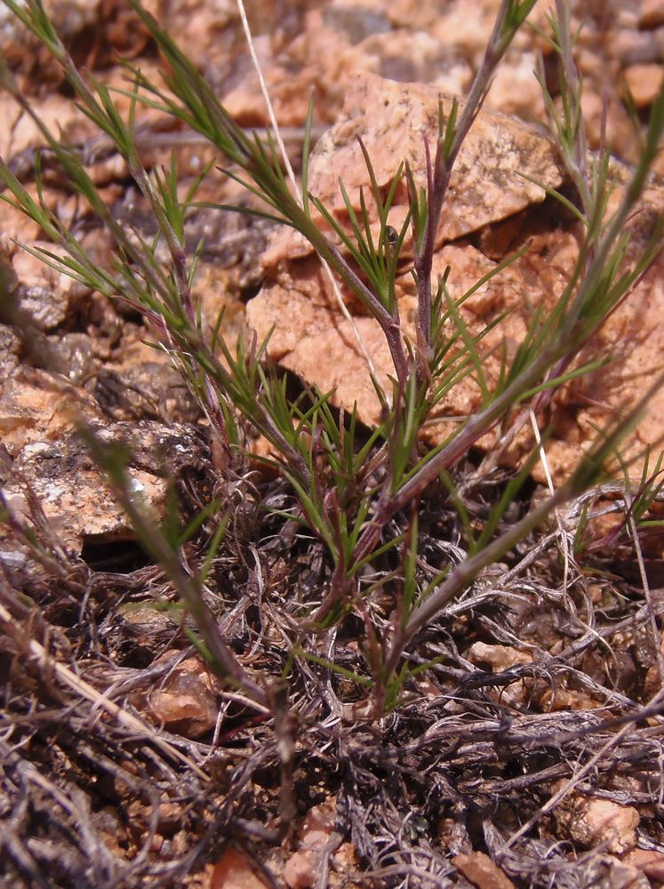 Image of Minuartia leiosperma specimen.