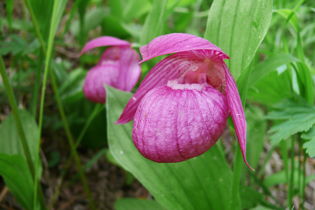 Image of Cypripedium macranthos specimen.