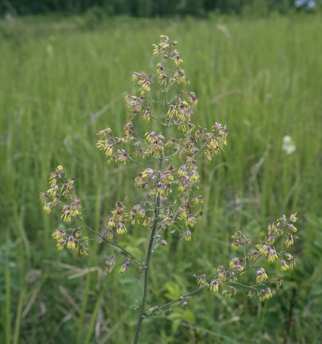 Image of Thalictrum minus specimen.