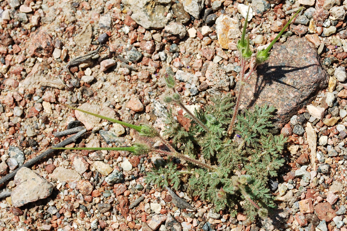 Image of Erodium hoefftianum specimen.