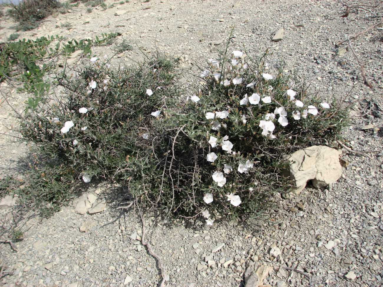 Изображение особи Convolvulus fruticosus.