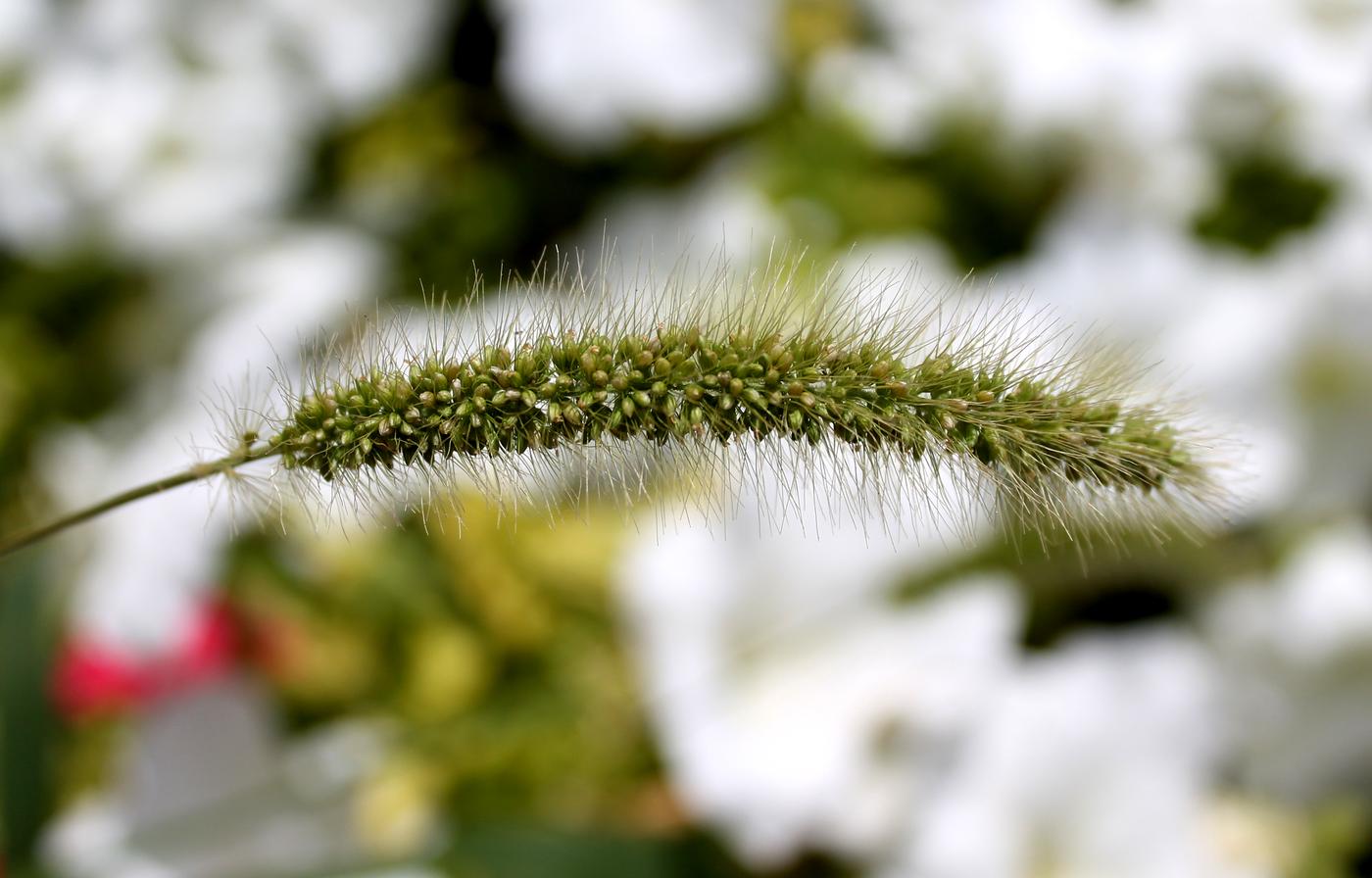 Image of Setaria viridis specimen.