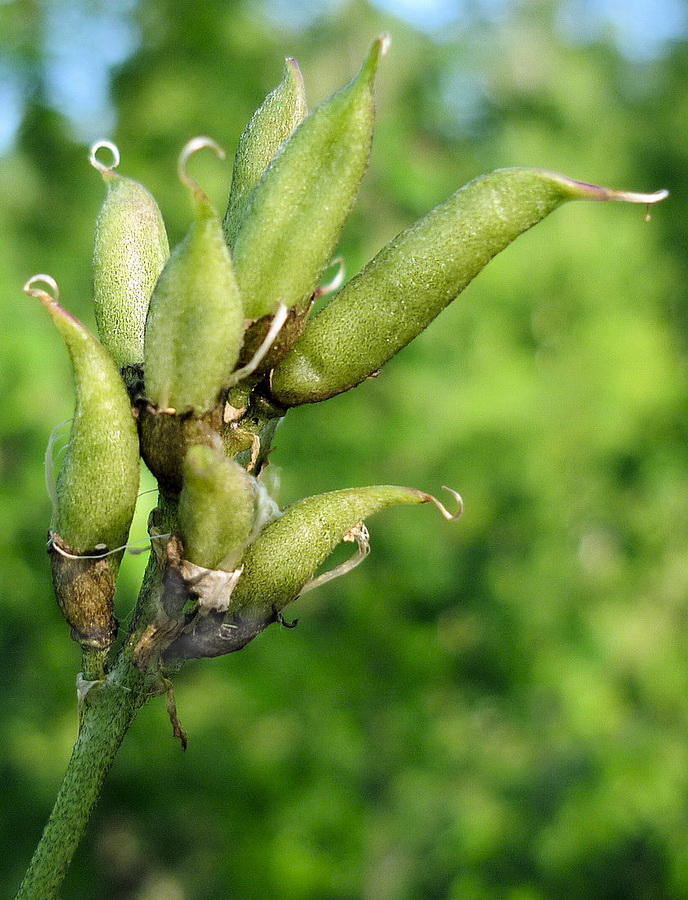 Изображение особи Astragalus schelichowii.