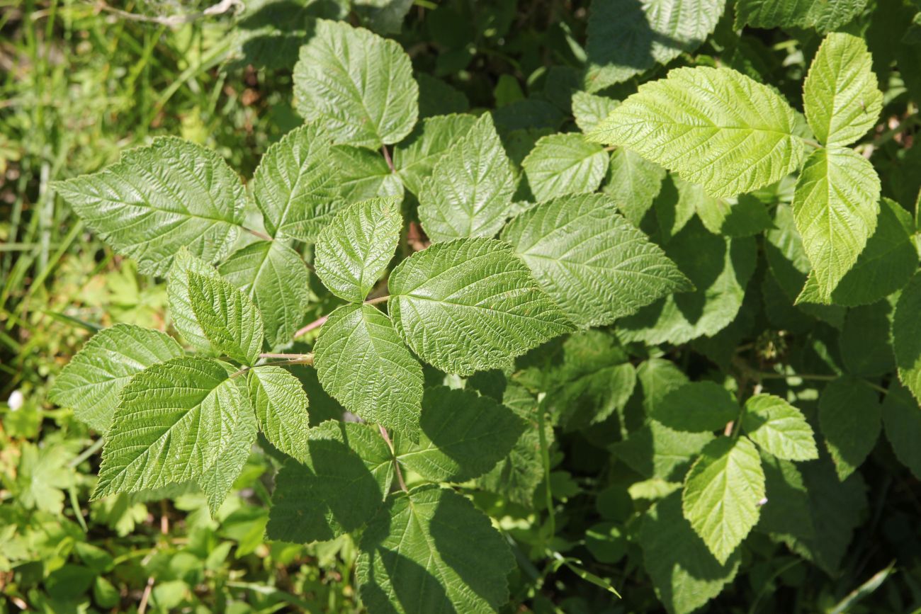 Image of genus Rubus specimen.