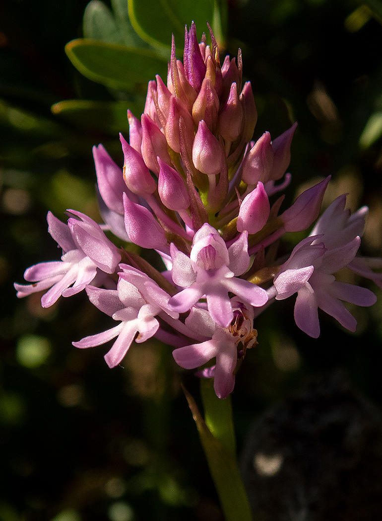 Изображение особи Anacamptis pyramidalis.