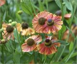 Helenium autumnale