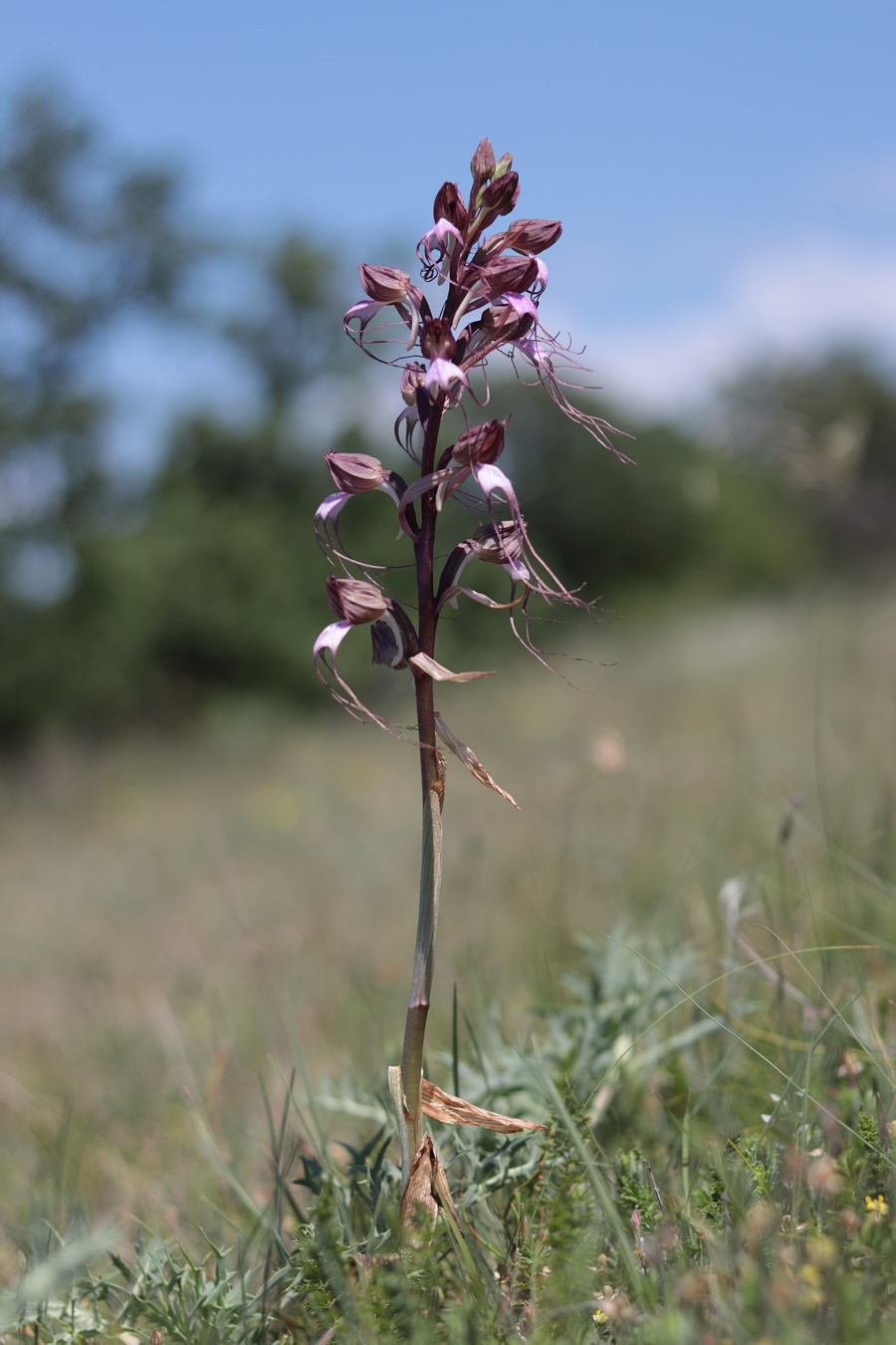 Image of Himantoglossum comperianum specimen.