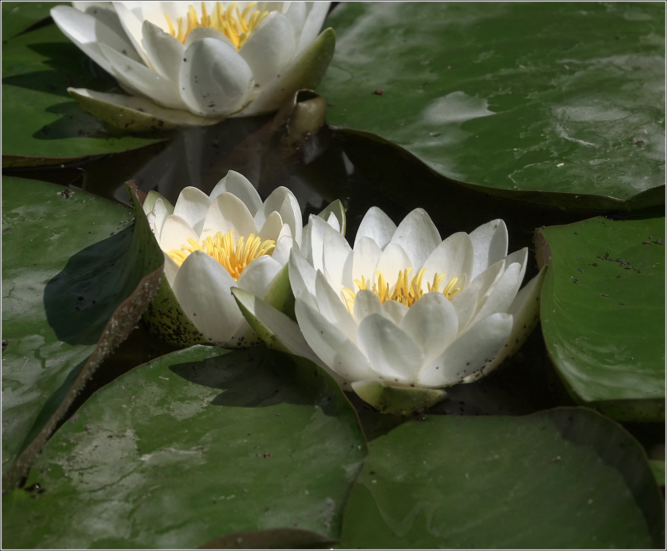 Изображение особи Nymphaea candida.