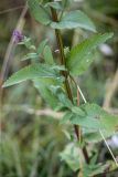 Nepeta grandiflora. Часть веточки. Кабардино-Балкария, Чегемский р-н, окр. с. Булунгу, каменистый склон. 05.08.2021.