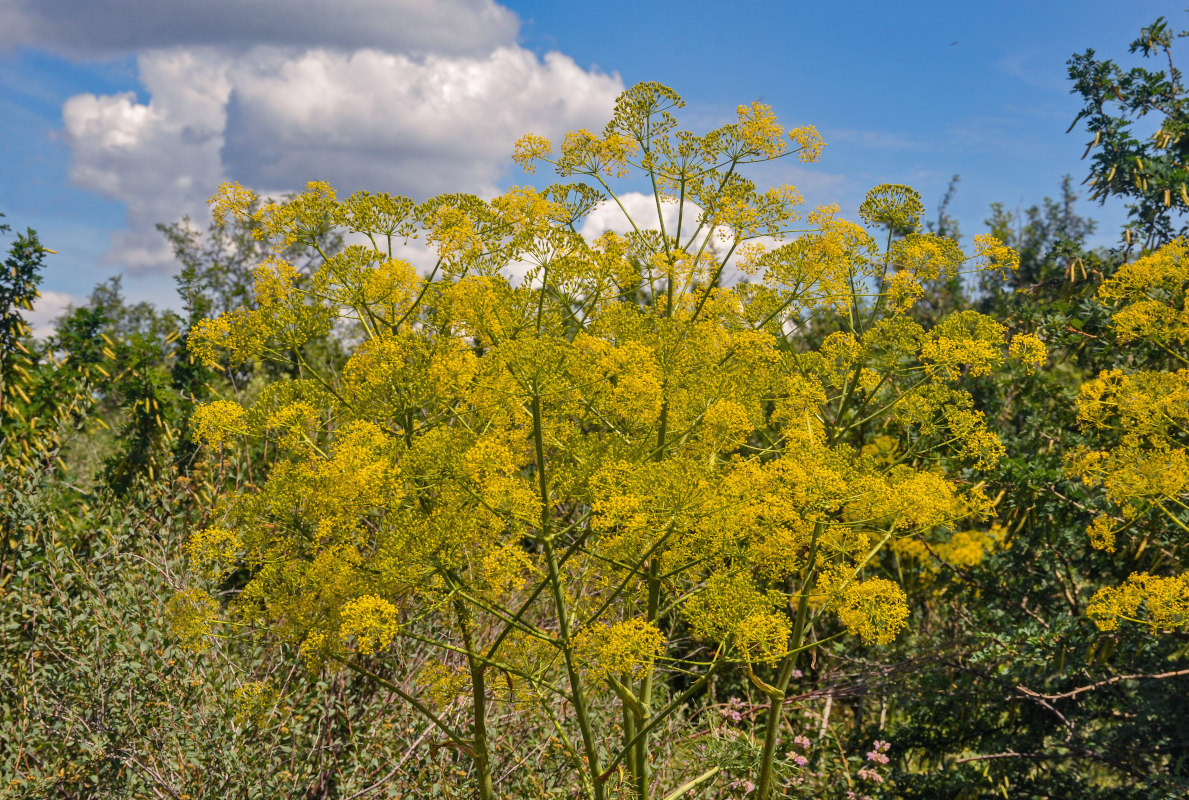 Image of Ferula songarica specimen.