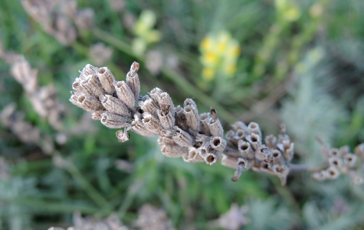 Изображение особи Lavandula angustifolia.