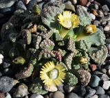 genus Titanopsis