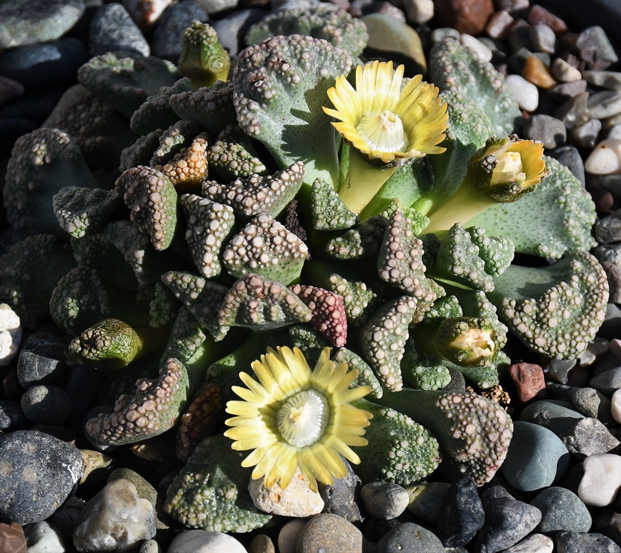 Изображение особи род Titanopsis.