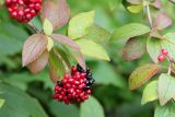 Viburnum lantana. Верхушка веточки с соплодием с плодами разной степени зрелости. Республика Коми, г. Сыктывкар, ул. Ботанический сад, Ботсад СГУ. 14.09.2019.