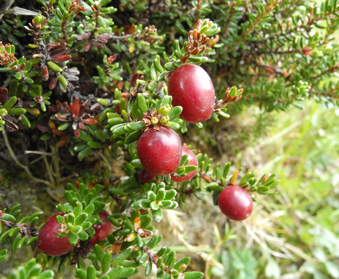 Image of Empetrum rubrum specimen.