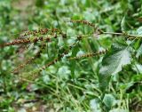 Rumex sylvestris