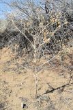 Cousinia dissecta. Высохшее растение. Казахстан, Алматинская обл., Балхашский р-н, закреплённые пески. 14 сентября 2021 г.