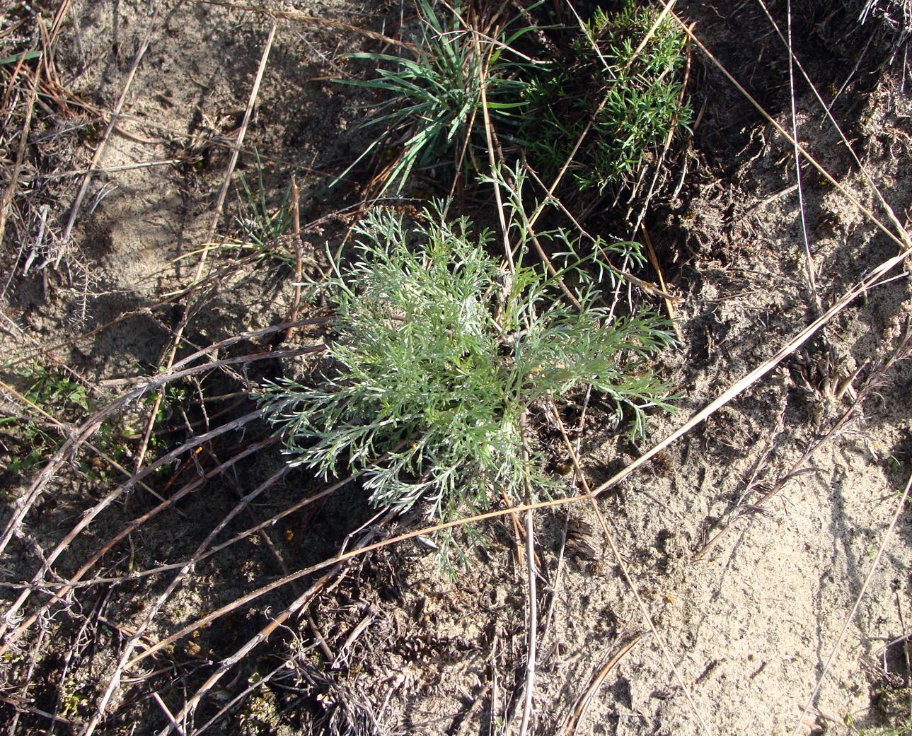 Image of genus Artemisia specimen.