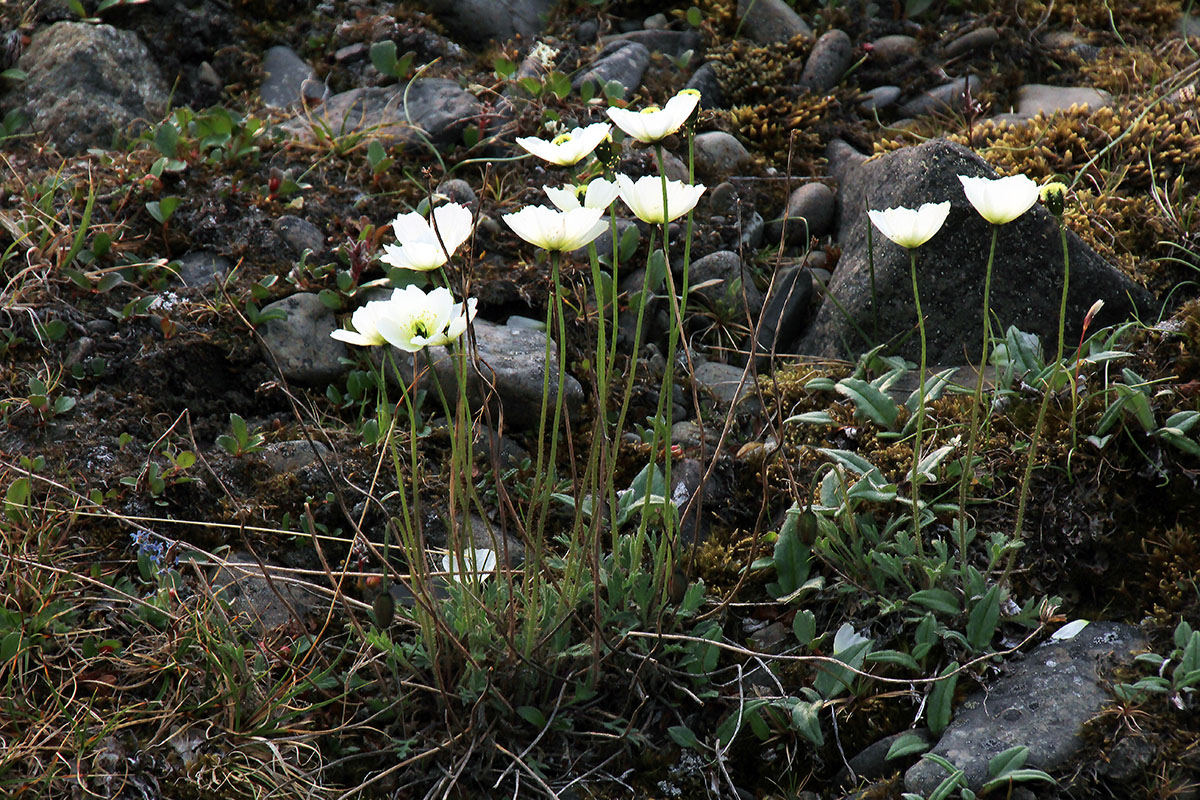 Image of Papaver variegatum specimen.